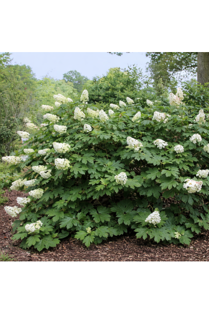 Гортензія Alice в дорослому віці